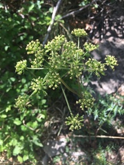 Cymopterus longiradiatus