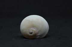 Hypterita helicoides