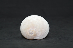 Hypterita helicoides