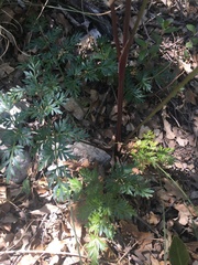 Cymopterus longiradiatus