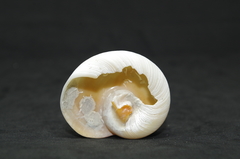 Hypterita helicoides