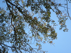 Cardinalis cardinalis