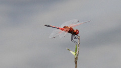Celithemis bertha