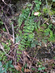 Cheilanthes chusana