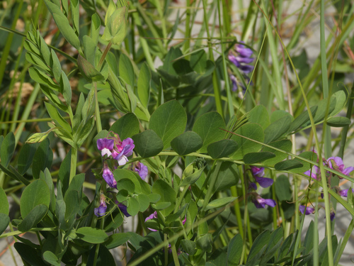 Beach pea (Lathyrus japonicus)