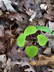 Dioscorea quaternata
