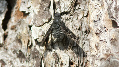 Anthrax striatipennis