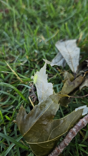Oak Bush-cricket
