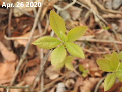 Rhododendron mucronulatum
