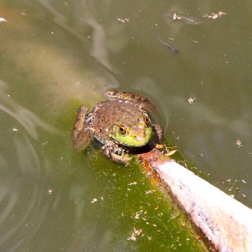 iNaturalist observation photo of American Bullfrog