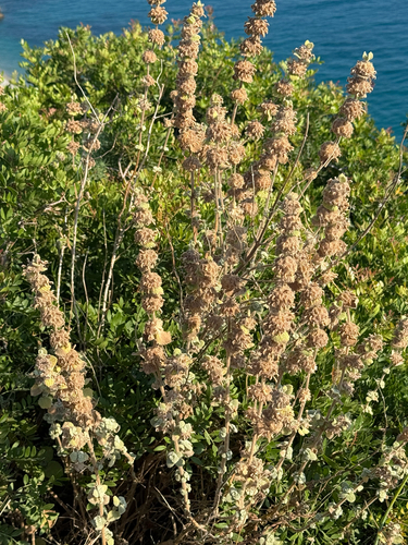 Pseudodictamnus hirsutus