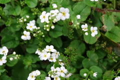 Trigonotis formosana elevatovenosa