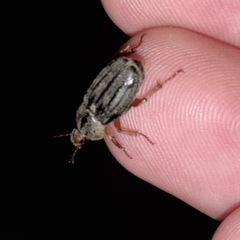 Faula centralis