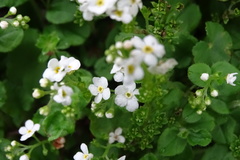 Trigonotis formosana elevatovenosa