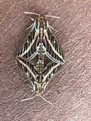 Hyles livornicoides