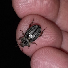 Faula centralis