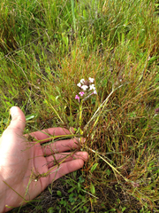 Triphysaria versicolor