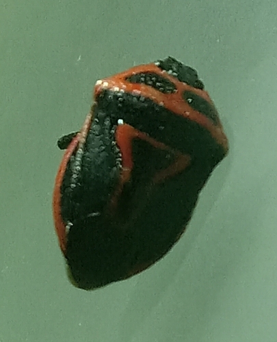 Two-spotted Stink Bug