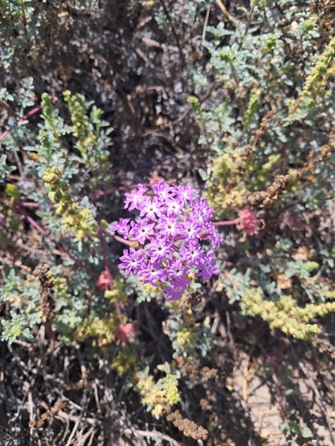 iNaturalist observation photo of sand verbenas