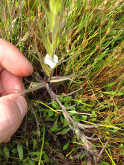 Castilleja densiflora densiflora