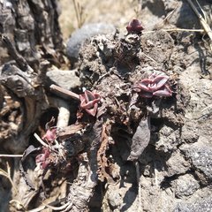 Thompsonella minutiflora