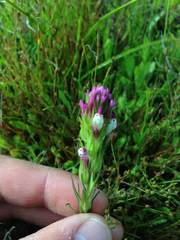 Castilleja densiflora densiflora