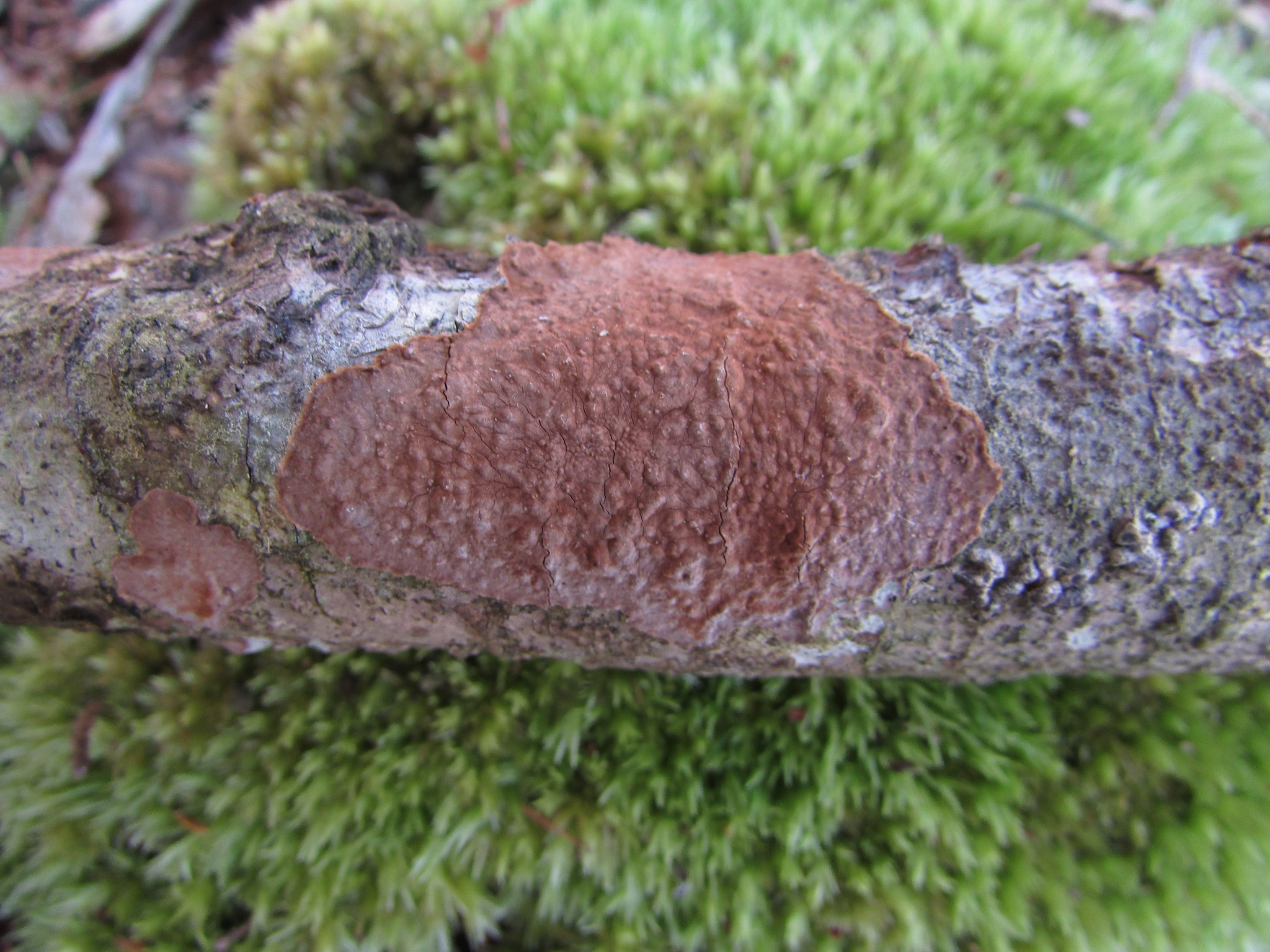 This Cinnamolea Leak Will Make You Angry - 1ue0ivo