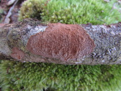 Hymenochaete cinnamomea