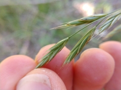 Bromus texensis