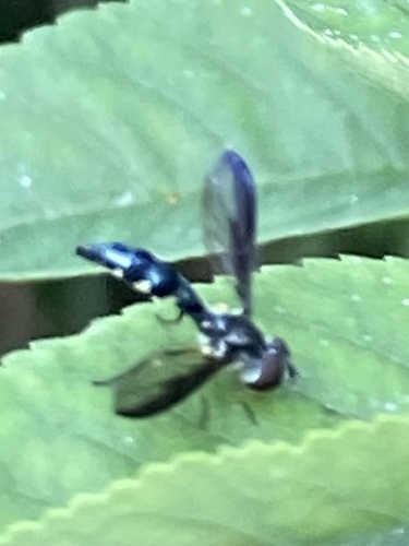 Cobalt Hover Fly