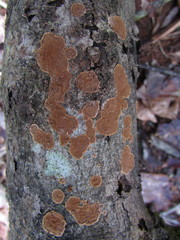 Hymenochaete cinnamomea
