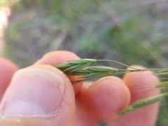 Bromus texensis
