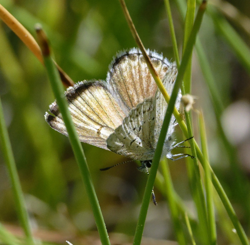 iNaturalist observation photo of Sierra Blue