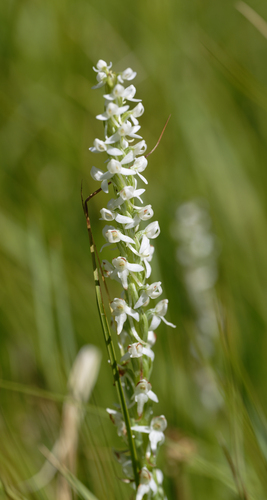 iNaturalist observation photo of white bog orchid