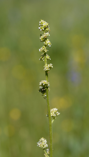 iNaturalist observation photo of Oregon Saxifrage
