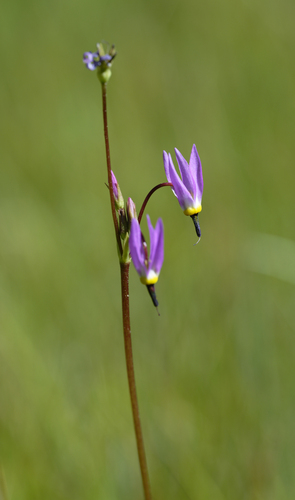 iNaturalist observation photo of alpine shooting star