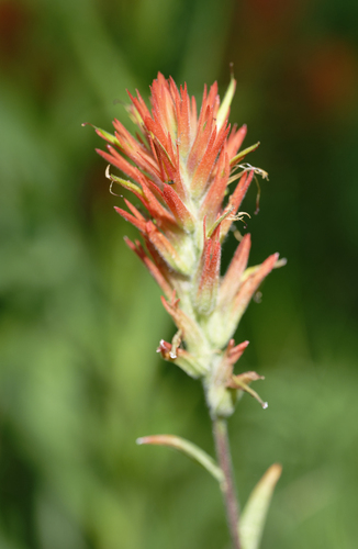 iNaturalist observation photo of giant red paintbrush