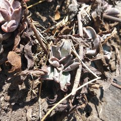 Thompsonella minutiflora