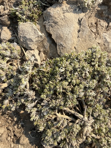 Phlox hoodii, photograph 3