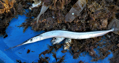 Short-beaked garfish (Belone svetovidovi) — Belonidae — 3