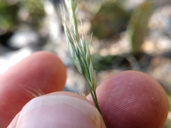 Bromus texensis