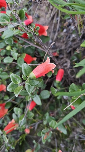 Correa pulchella, photograph 3