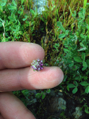 Trifolium barbigerum