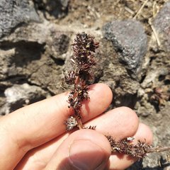 Thompsonella minutiflora