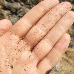 Thompsonella minutiflora
