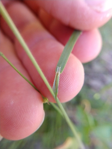 Image of Bromus texensis by (c) Cleveland Powell, some rights reserved (CC BY)
