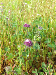 Trifolium barbigerum