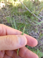 Bromus texensis