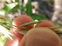 Bromus texensis
