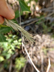 Bromus texensis